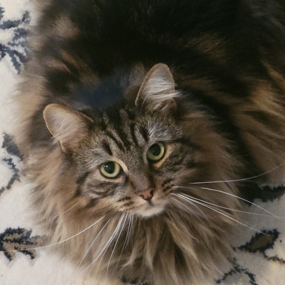 Meet your Posher, Hannah - Picture 1 of 1